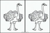 Struisvogels - Dieren 2