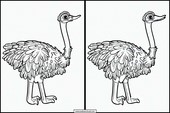 Struisvogels - Dieren 3