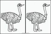 Ostriches - Animals 3