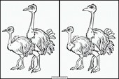 Ostriches - Animals 4