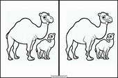 Dromedaries - Animals 1