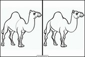 Dromedaries - Animals 2