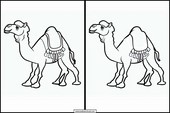 Dromedaries - Animals 3