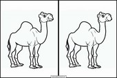 Dromedaries - Animals 5