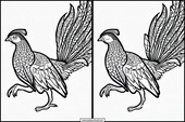 Pheasants - Animals 1