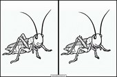 Crickets - Animals 1