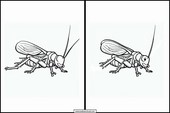 Crickets - Animals 2
