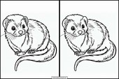 Ferrets - Animals 2