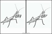 Praying Mantises - Animals 5