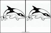 Orcas - Animals 4