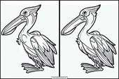 Pelikanen - Dieren 6
