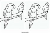 Budgerigars - Animals 2