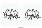 Fleas - Animals 1