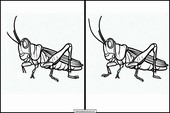 Grasshoppers - Animals 3