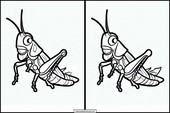Grasshoppers - Animals 4