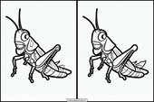 Grasshoppers - Animals 4