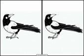 Magpies - Animals 4