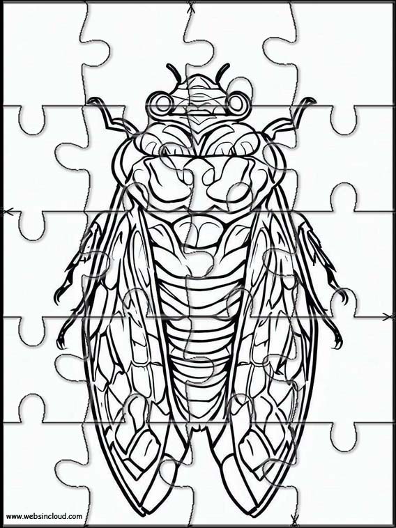 Cicadas - Animals 1