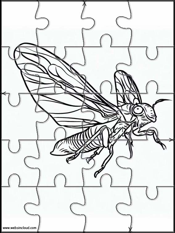 Cicadas - Animals 6