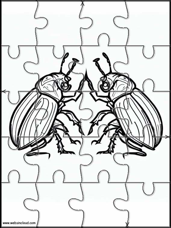 Beetles - Animals 3