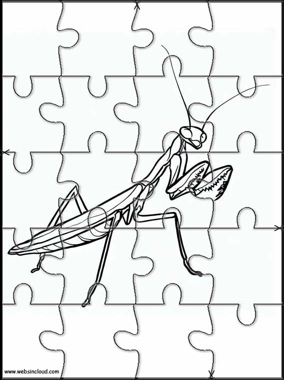 Praying Mantises - Animals 5