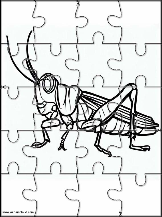 Grasshoppers - Animals 3