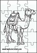 Dromedaries - Animals 4