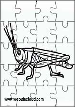 Grasshoppers - Animals 1