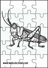 Grasshoppers - Animals 3