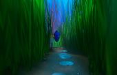 Alla ricerca di Dory 