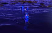 Le monde de Dory 