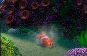 Op zoek naar Nemo 