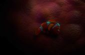 Find Nemo 