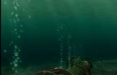 Finding Nemo 