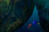 Finding Nemo 