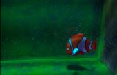 Buscando a Nemo 