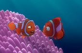 Op zoek naar Nemo 