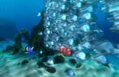 Finding Nemo 