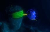 Finding Nemo 