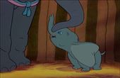 Dumbo 