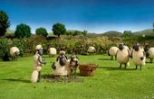 Shaun the Sheep 