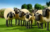 Shaun het schaap 