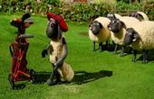 Shaun the Sheep 