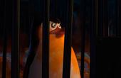 Penguins of Madagascar 