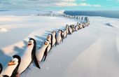 Pinguinos de Madagascar 