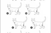 Printable Worksheets Find the Different Shadow Find the Different Shadow