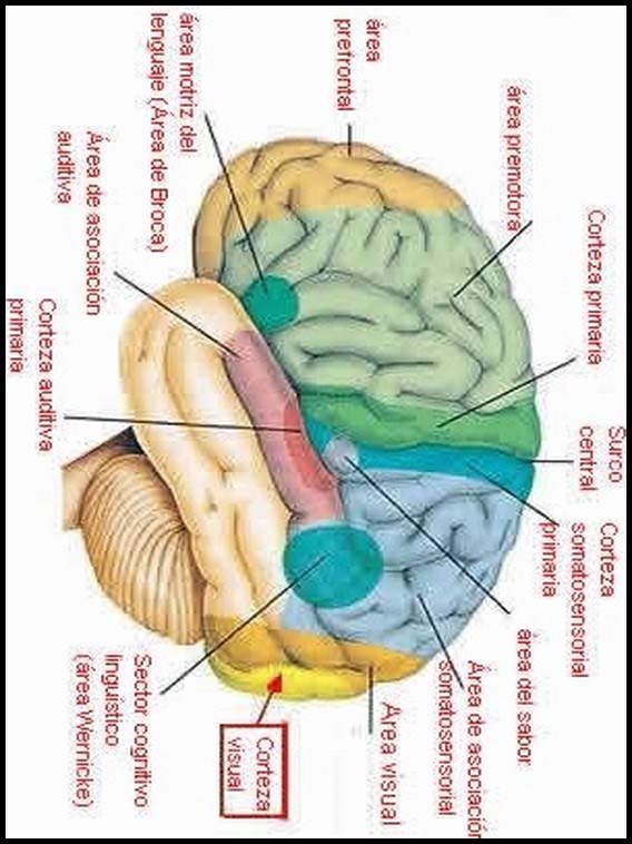 The Human Body to learn Spanish 10