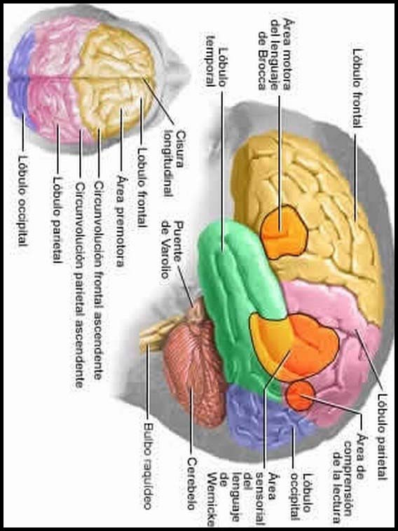 The Human Body to learn Spanish 11