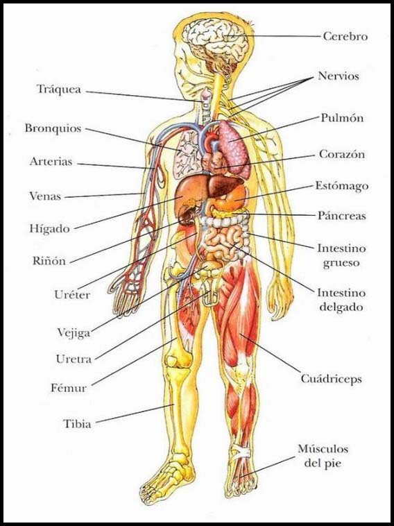 Человеческое тело для изучения испанского языка 14