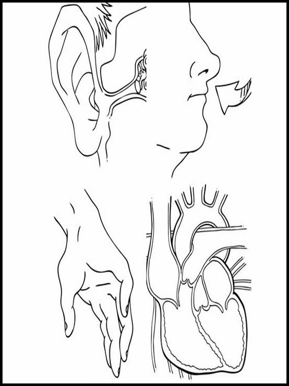 The Human Body to learn Spanish 15